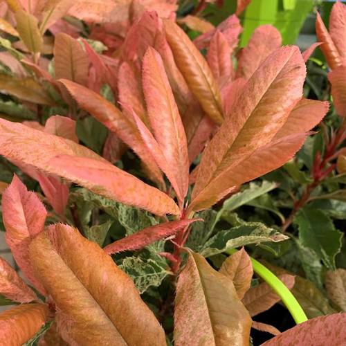 Visuel 1 du produit Photinia Seratifolia Pink Crispy. Le pot de 5 litres