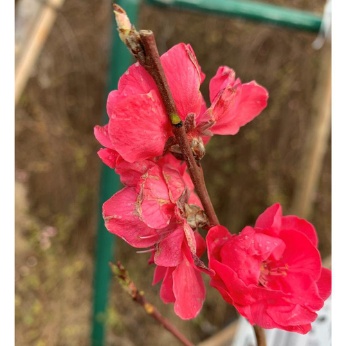 Visuel 1 du produit Cerisier de Chine Taoflora Red. Le pot de 10 litres