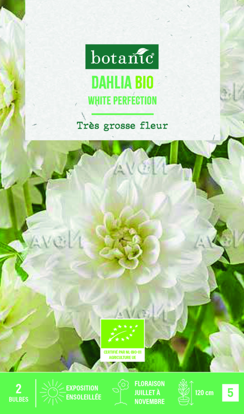 Visuel 1 du produit Bulbes de fleurs Dahlia décoratif White Perfection bio botanic® - 2 bulbes