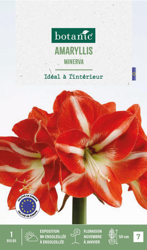 Visuel 1 du produit Amaryllis intérieur Minerva botanic® - 1 bulbe