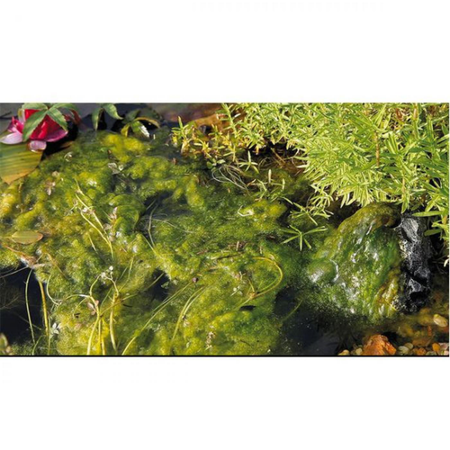 Visuel 2 du produit Anti-algues pour bassin direct, formule concentrée, OASE - 5L