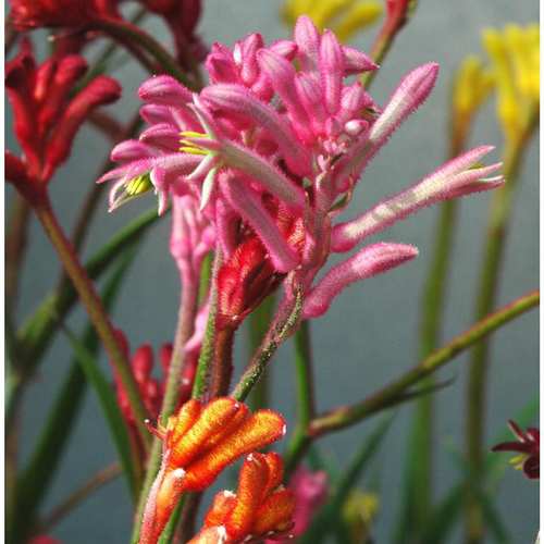 Visuel 1 du produit Anigozanthos ou Patte de kangourou rouge à fleurs multicolores - Le pot de 2 litres