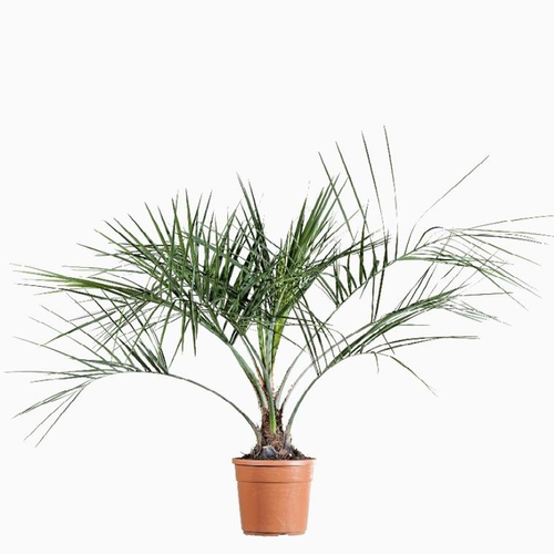 Visuel 1 du produit Butia. Le pot de 5 litres