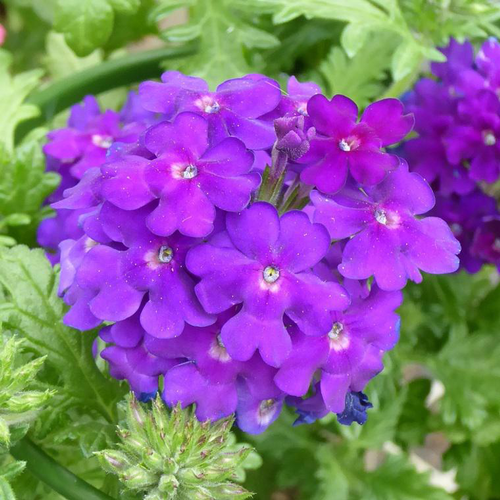 Visuel 1 du produit Verveine homestead violette en pot de 2 L