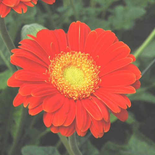 Visuel 1 du produit Gerbéra Garvinea® Sweet Glow - Le pot de 12 cm