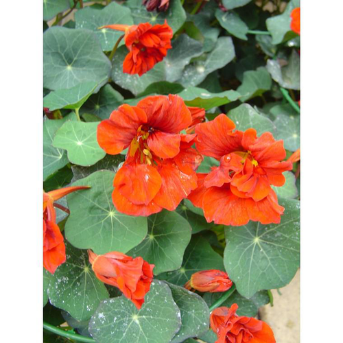 Visuel 1 du produit Capucine Majus - La suspension