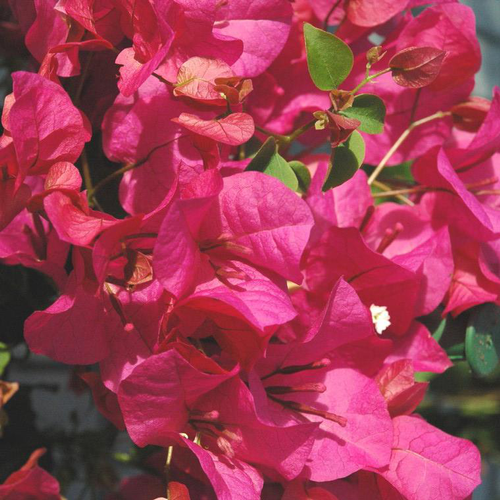 Visuel 1 du produit Bougainvillier ou Bougainvillée Californiana à fleurs roses - Le pot Ø 17 cm avec tuteurs en pyramide