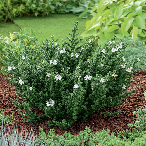 Visuel 1 du produit Menthe Australienne - Le pot de 3 litres