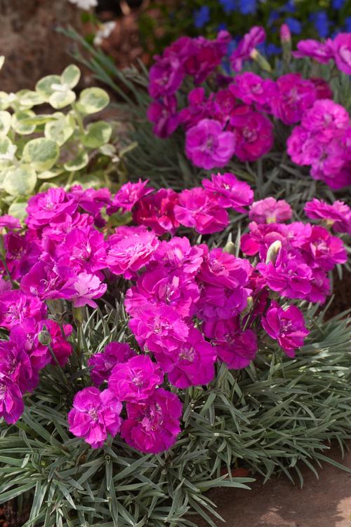 Visuel 1 du produit Œillet nain SHOOTING STAR - Le pot de 2 litres