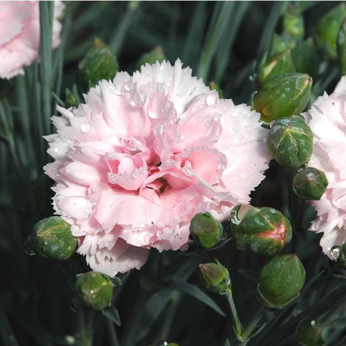 Visuel 1 du produit Œillet mignardise - Le pot de 2,5 litres