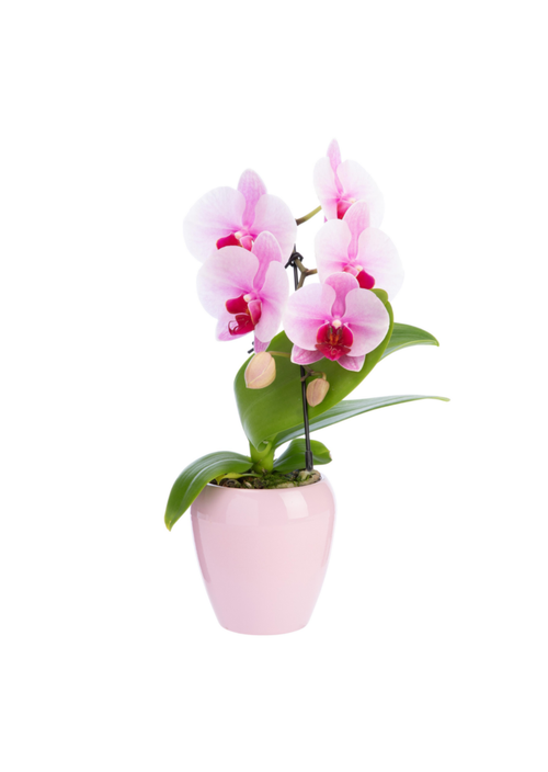 Visuel 1 du produit Phalaenopsis swan avec un cache-pot en céramique coloris blanc - Ø 7 cm H 30 cm