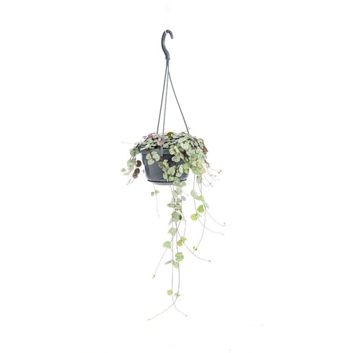 Visuel 1 du produit Ceropegia Woodii suspension Ø14xH50 cm