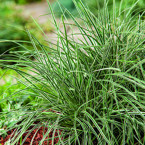 Visuel 1 du produit Carex Oshimensis Everest Fiwhite vert botanic®. Le pot de 1 litre