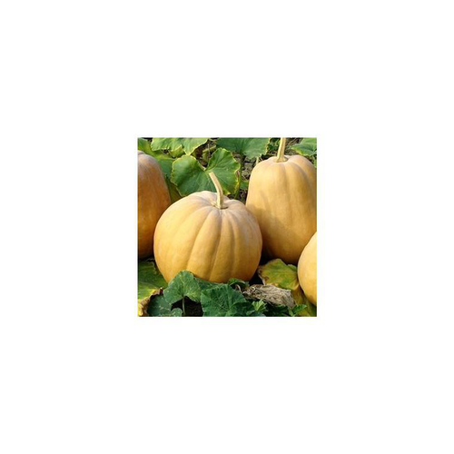 Visuel 1 du produit Mini Courge Muscade De Provence Bio. Le pot de 10,5 cm