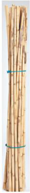 Visuel 1 du produit Tuteurs pour haricots en roseau Silvacane Provence x 12 - Ø 1,5 x H 150 cm