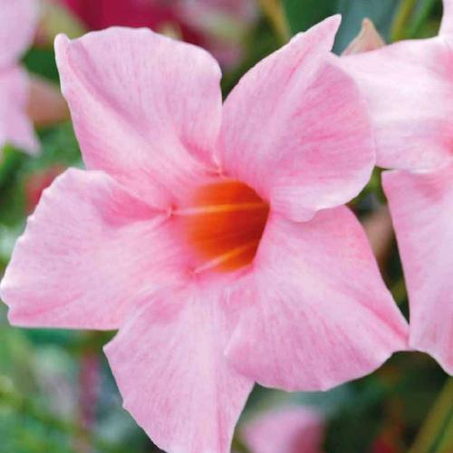 Visuel 1 du produit Dipladenia Rose. Le pot de 9x9 cm