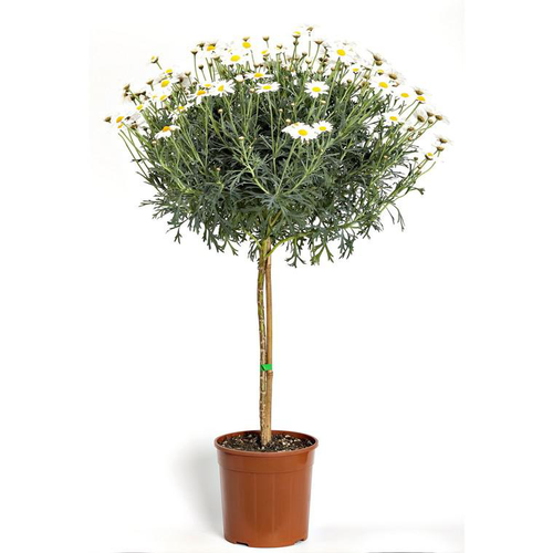 Visuel 1 du produit Anthémis sur tige - Le pot de 3 litres