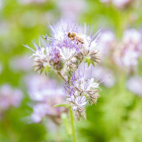 Visuel 3 du produit Graines Des fleurs pour les abeilles - sachet de 6 m²