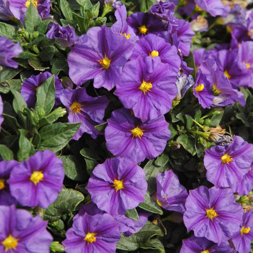 Visuel 1 du produit Solanum Rantonetti - Le pot de 4 litres