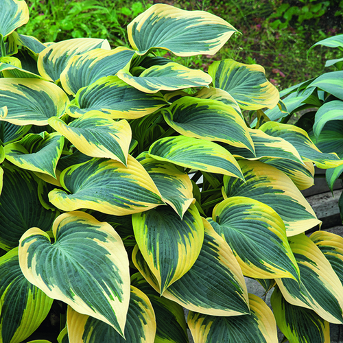 Visuel 1 du produit Hosta First Frost vert botanic®. Le pot de 2 litres