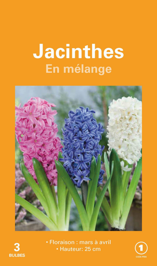 Visuel 1 du produit Jacinthe botanic® - 3 bulbes