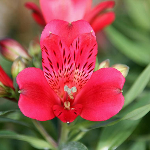 Visuel 1 du produit Alstroemère de Jardin 'Léonie' - Le pot de 2 litres