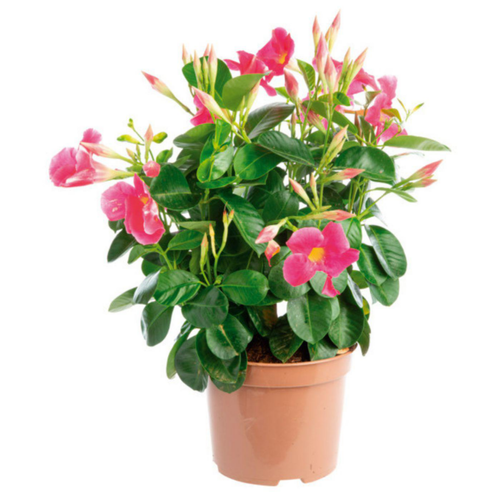Visuel 1 du produit Dipladénia buisson grande fleur rose – le pot de 2,5 litres