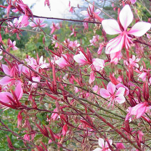 Visuel 1 du produit Gaura rose en pot de 2 L