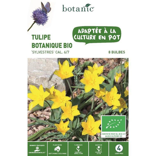 Visuel 1 du produit Tulipe Sylvestre jaune bio botanic® - 8 bulbes