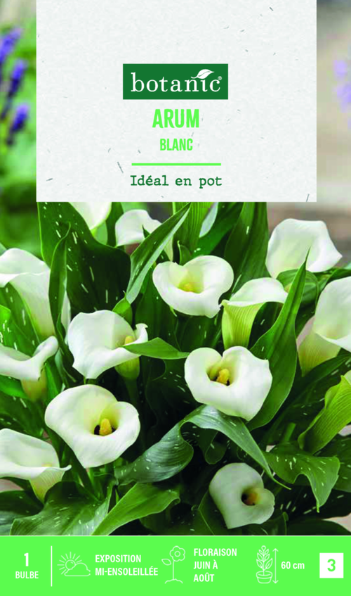 Visuel 1 du produit Bulbe de fleurs Arum blanc botanic® - 1 bulbe