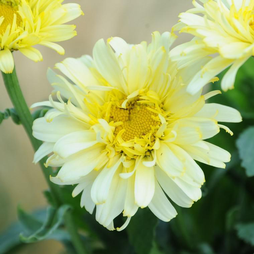 Visuel 1 du produit Marguerite d’été real charmer jaune en pot de 2 L