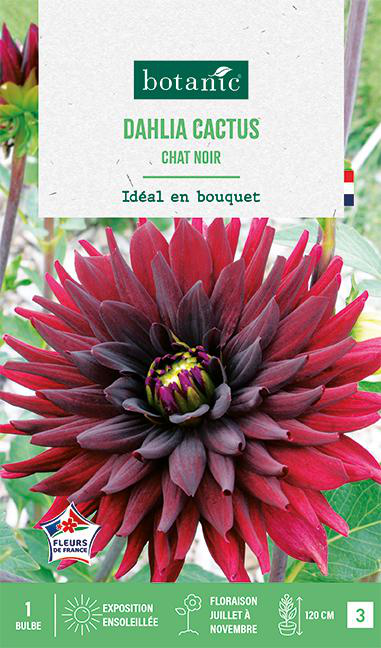 Visuel 1 du produit Bulbe de fleurs Dalhia cactus Chat noir botanic® - 1 bulbe