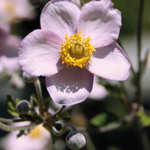Visuel 2 du produit Anémone Pink Kiss - Le pot de 2 litres