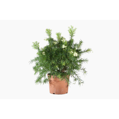 Visuel 1 du produit Grevillea Gracilis Alba coloris blanc. Le pot de 3 litres