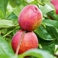 Visuel 1 du produit Pommier Melrose. En racine nue, forme 1/2 tige calibre 6/8