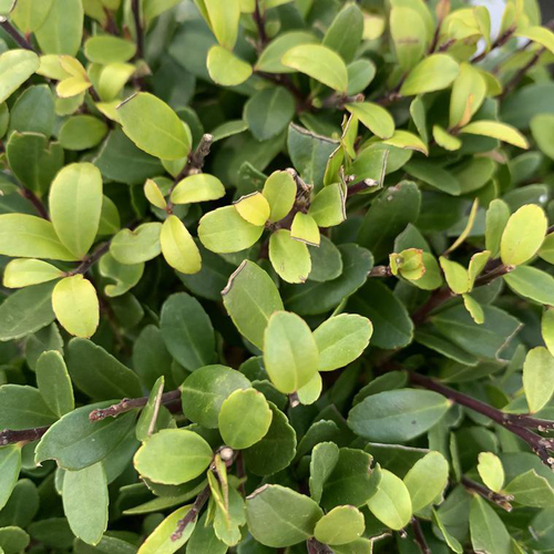 Visuel 1 du produit Houx crénelé Dark Green vert. Le pot de 7,5 litres, forme boule