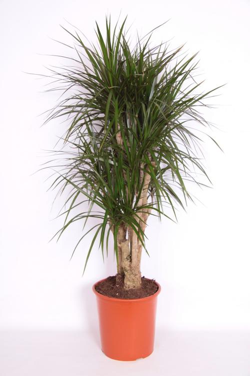 Visuel 2 du produit Dracaena marginata. Le pot de Ø 27 cm, forme ramifiée