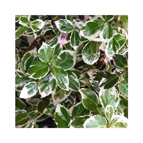 Visuel 1 du produit Fusain Emerald Gaiety vert. Le pot de 10 litres