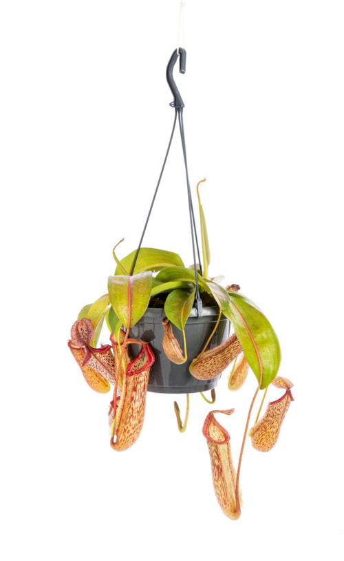 Visuel 1 du produit Plante carnivore Nepenthes verte. La suspension Ø 14 cm
