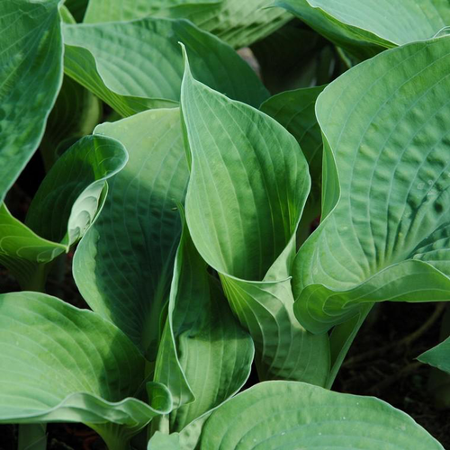 Visuel 1 du produit Hosta Blue Mouse Ears - Le pot de 4 litres