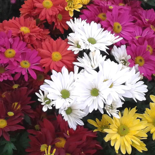 Visuel 1 du produit Chrysanthème américain ou Marguerite d'automne à fleurs multicolores - La coupe Ø 24 cm
