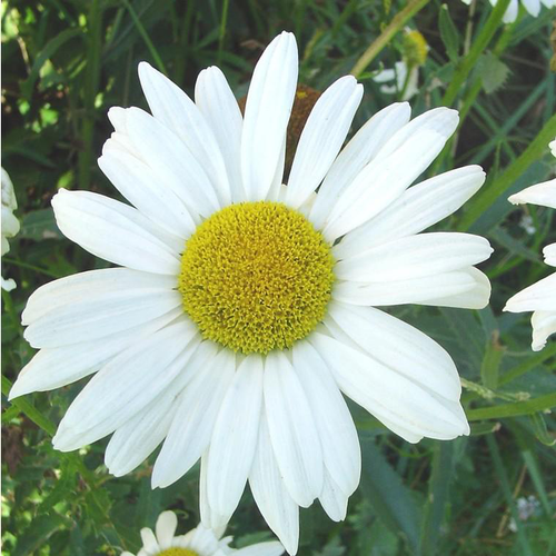 Visuel 1 du produit Leucanthème (ou Grande Marguerite) blanc - Le pot de Ø 17 cm