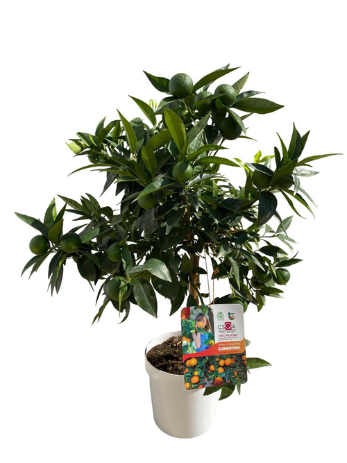 Visuel 1 du produit Clémentinier coloris orange - 5 L