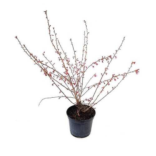 Visuel 1 du produit Cerisier du Japon (Prunus) Okame. Le pot de 5 litres