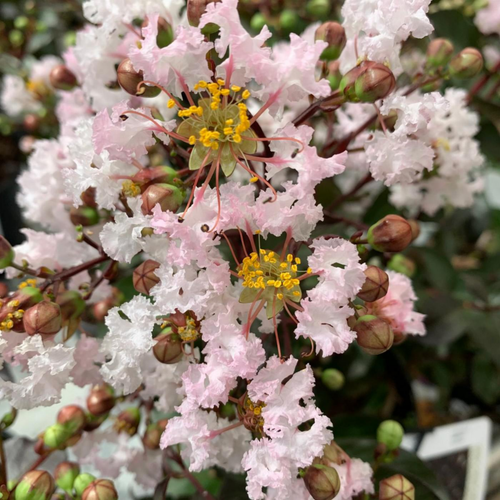 Visuel 2 du produit Lagerstroemia rhapsody in Pink coloris rose – 3 L