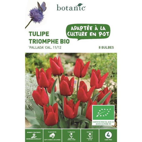 Visuel 1 du produit Tulipe triomphe pallada bio rouge botanic® - 8 bulbes