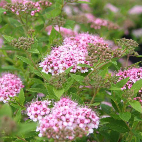 Visuel 1 du produit Spiraera Japonica Little Princess - Pot de 3L