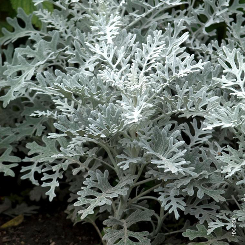 Visuel 1 du produit Senecio Vira-Vira - Le pot de 4 litres