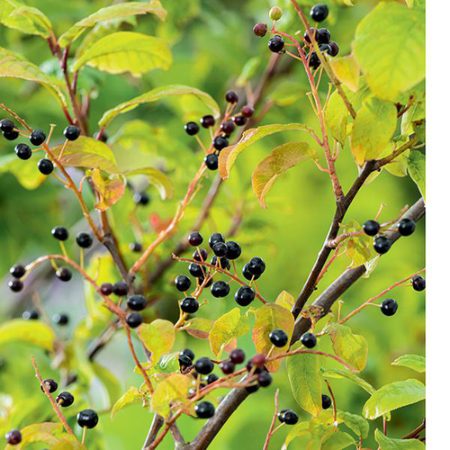 Visuel 1 du produit Cerisier à grappes (Prunus padus) ‘Watereri’ botanic® blanc. Le pot de 10 litres