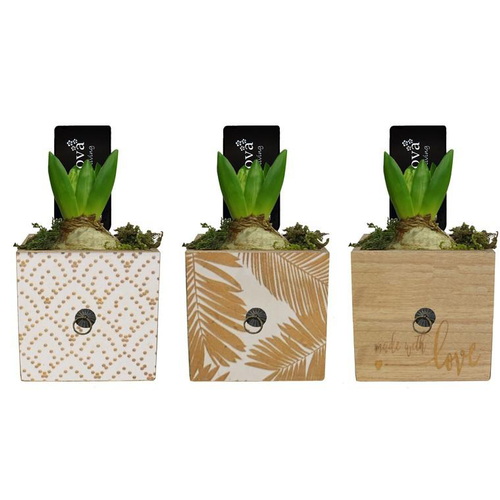 Visuel 1 du produit Jacinthe en pot carré décoratif de 9 cm